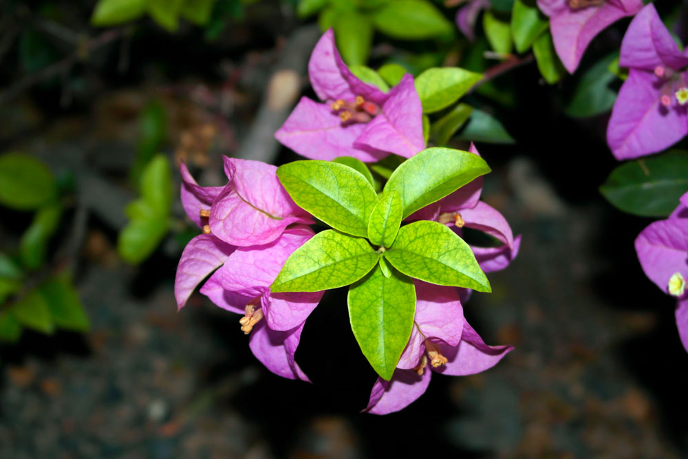 Free Photos - Flowers - Flowers - Bougainvillea Spectabilis Angiosperm