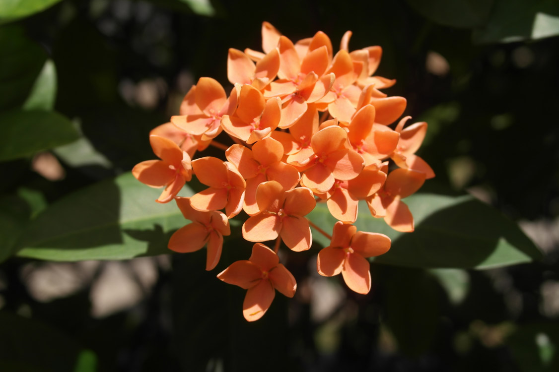 Free Photos - Flowers - Orange Orchid Flower