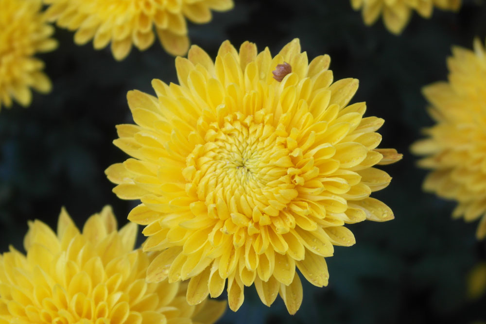 Free Photos - Flowers - Yellow Colour Tansy Flower