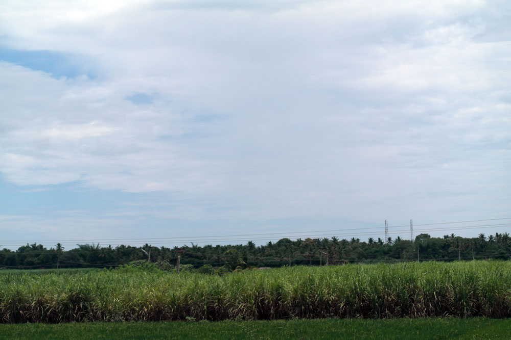 Free Photos - Nature - Paddy fields at Tamil Nadu